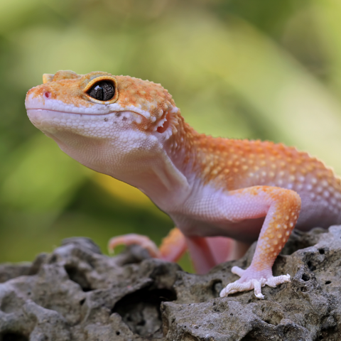 Leopard Gecko Care Sheet