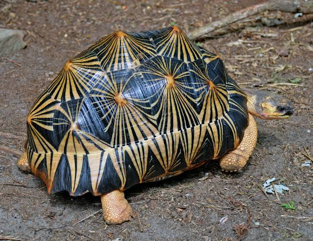 Radiated Tortoise Care Sheet