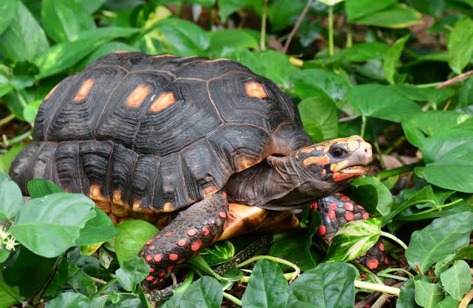 Red-Footed Tortoise Care Sheet