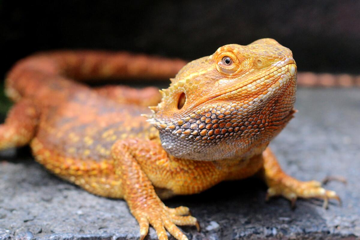 Bearded Dragon Care Sheet