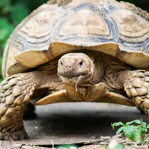 Sulcata Care Sheet