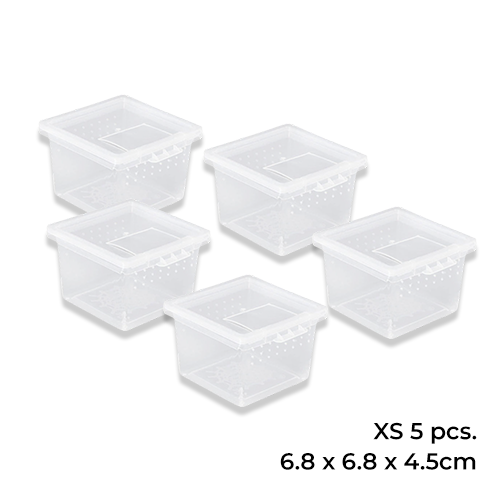 Terrarium Box Xs (5Pcs)