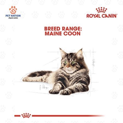 Royal Canin Maine Coon Adult Dry Cat Food