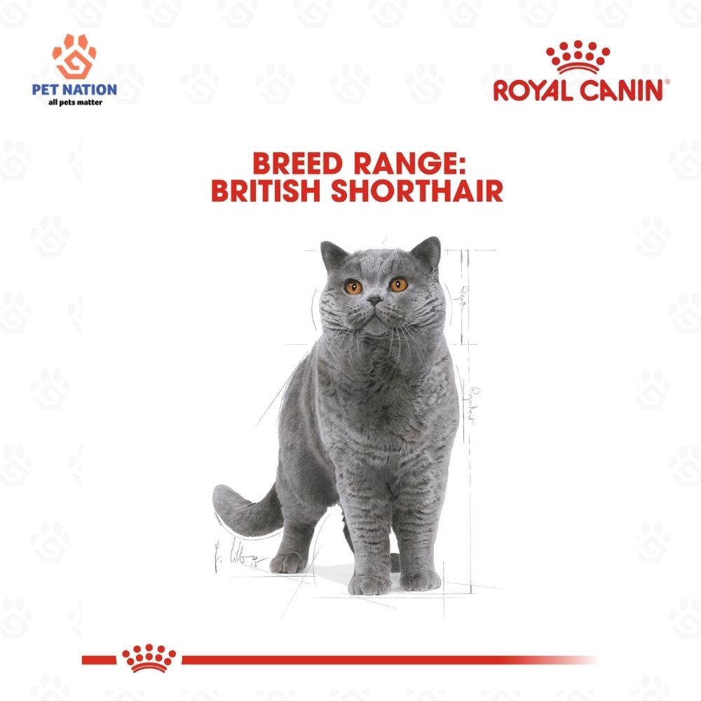 Royal Canin British Shorthair Adult Dry Cat Food 2kg Breed Specific Formula for Cats