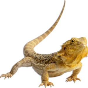 Bearded Dragon