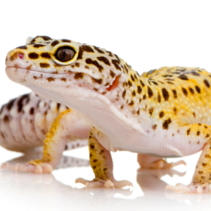 Leopard Gecko