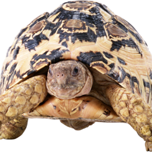 Tortoise